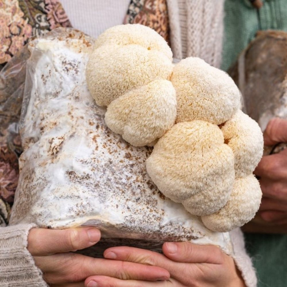 Close-up of a person holding a mushroom cultivation grow kit fruiting block with large white lion's mane mushrooms growing.