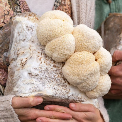 Close-up of a person holding a mushroom cultivation grow kit fruiting block with large white lion's mane mushrooms growing.