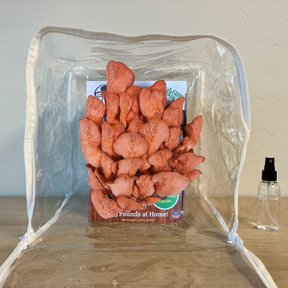 Fresh pink oyster mushrooms growing out of a mushroom grow kit in a plastic humidity tent on a table. Spray bottle next to kit