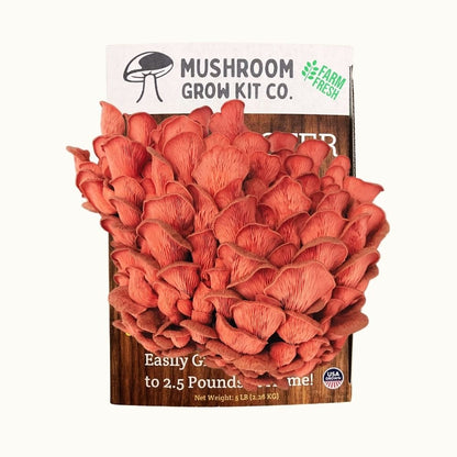 Fresh pink oyster mushrooms growing at home from a Mushroom Grow Kit Co. beginner friendly mushroom cultivation grow kit.