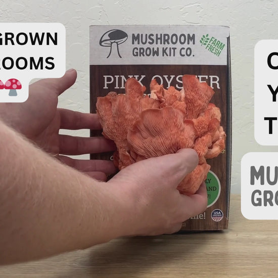 Step by step instructions showing how to use a spray and grow mushroom growing kit for beginners from Mushroom Grow Kit Co. 