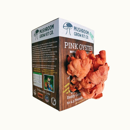 Smaller second flush of bright pink oyster mushrooms growing from the side of a mushroom cultivation kit. 