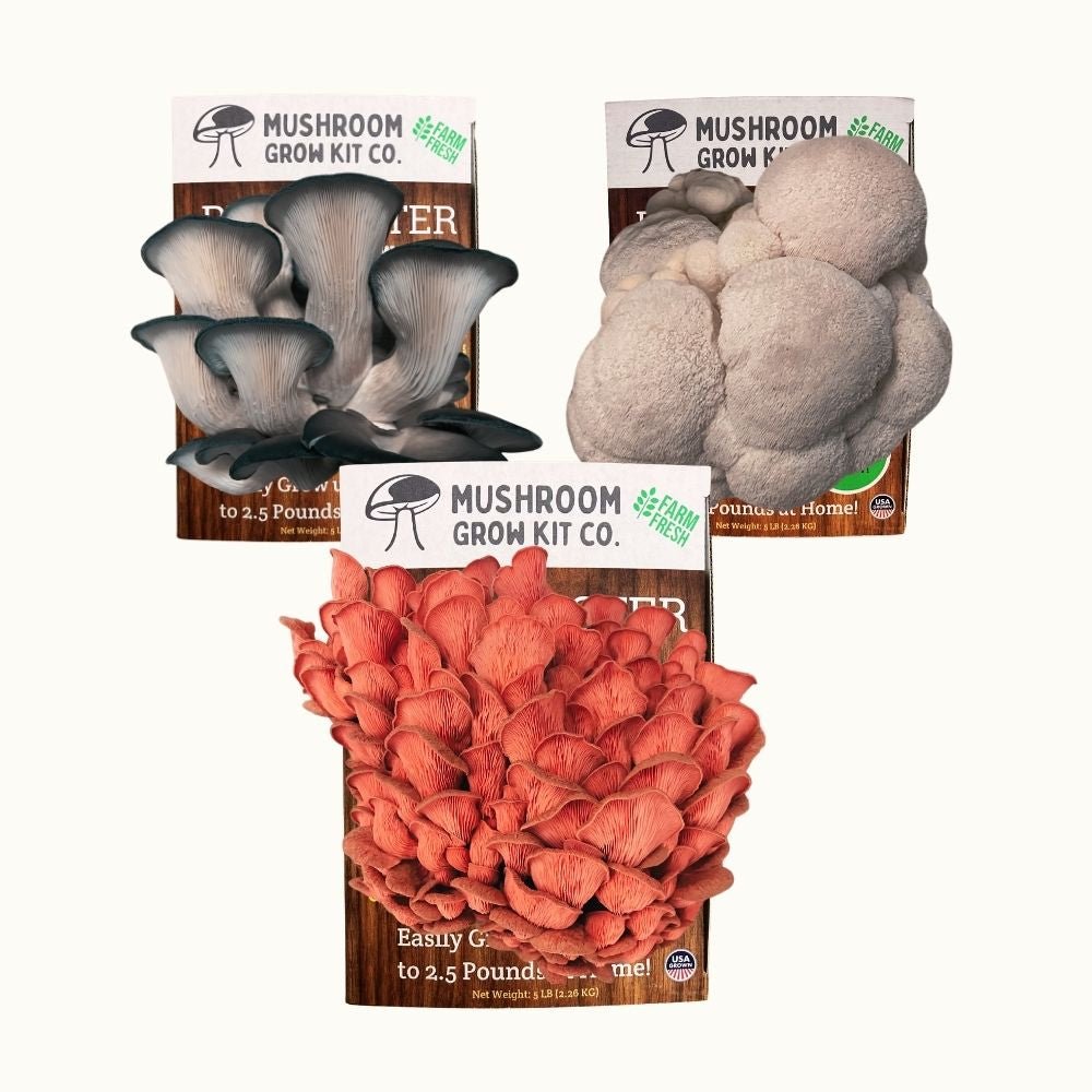 Mushroom cultivation kit bundle lion’s mane, pink oyster, and blue oyster mushrooms growing kits three pack.