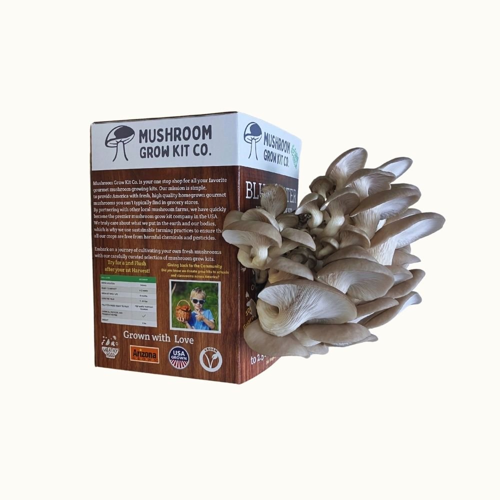 Three pounds of fresh bright blue oyster mushrooms growing out of a mushroom cultivation kit.  