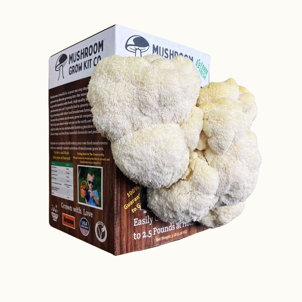 Side view of fresh white lion's mane mushrooms growing out of a mushroom grow kit on a white background. 