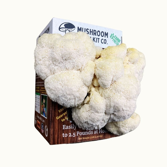 Three pounds of fresh white lion's mane mushrooms growing out of a mushroom grow kit on a white background. 
