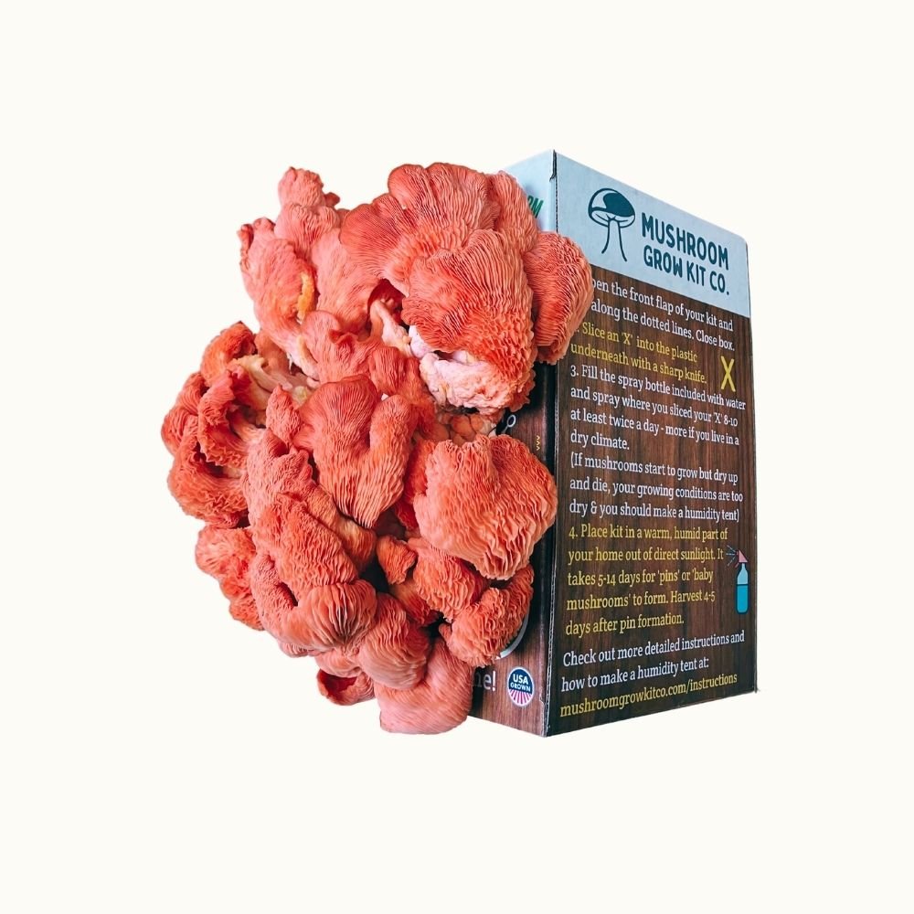 Three pounds of fresh bright pink oyster mushrooms growing out of a mushroom grow kit on a white background. 